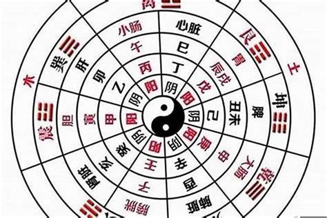 八字陰陽比例